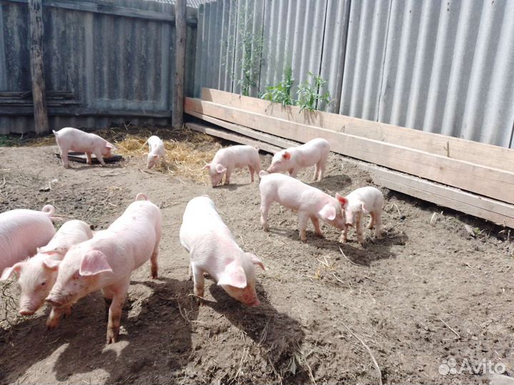 Продаю поросят