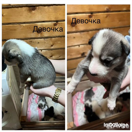 Щенки в добрые руки