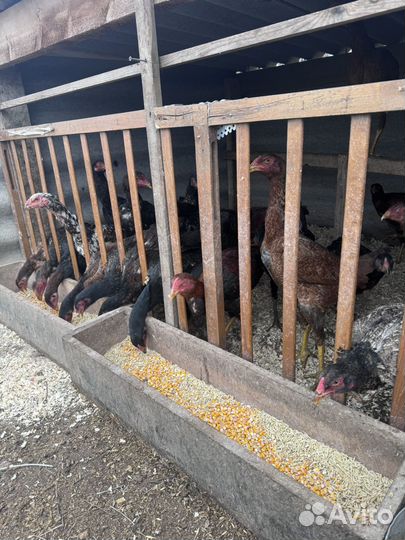 Бойцовая птица