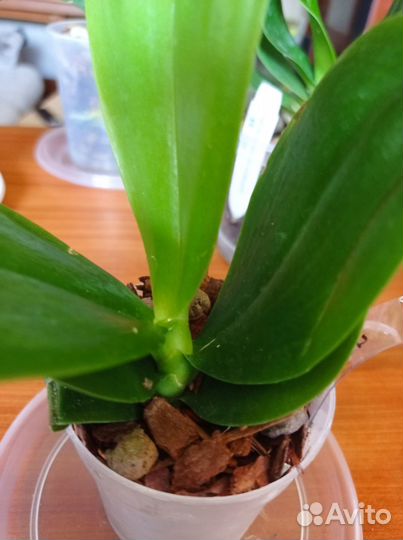 Орхидея Phal green Goblin