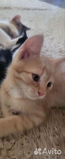 Кошка