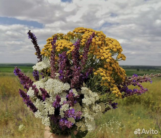 Сбор трав мужской