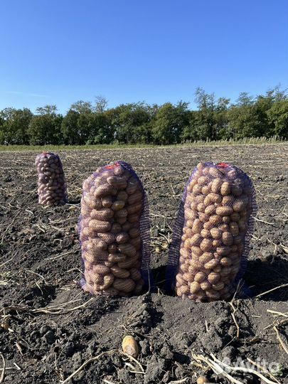 Продается картофель сорт Королева Анна