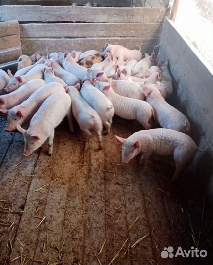 Поросята