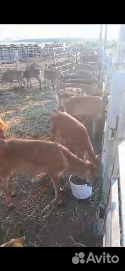 Телята бычки