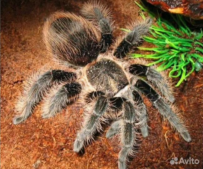 Передержка домашних животных