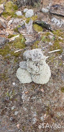 Ягель 250 мешок