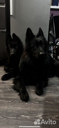 Черная немецкая овчарка