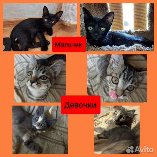 Котята в добрые руки