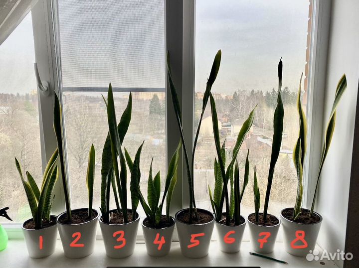 Сансевиерия