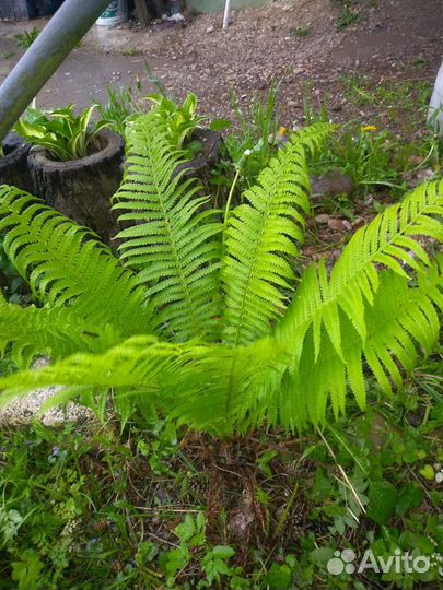 Папоротник