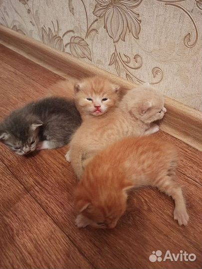 Отдам в добрые руки красивых котят