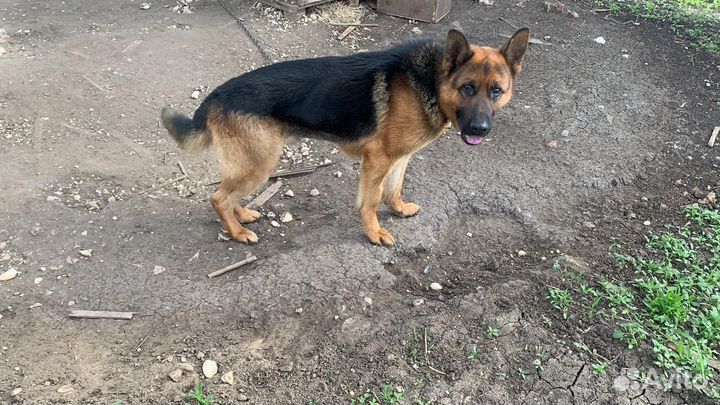 Немец Шерхан