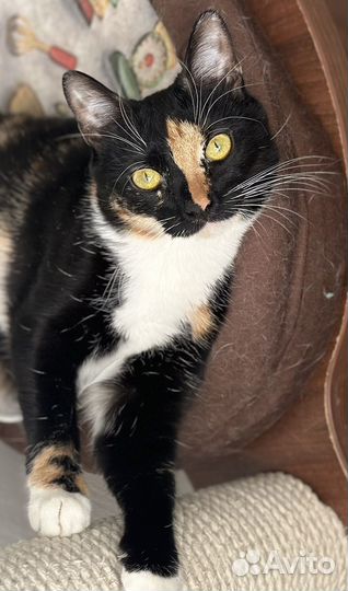 Кошка Зефирка 1 год в надёжные руки