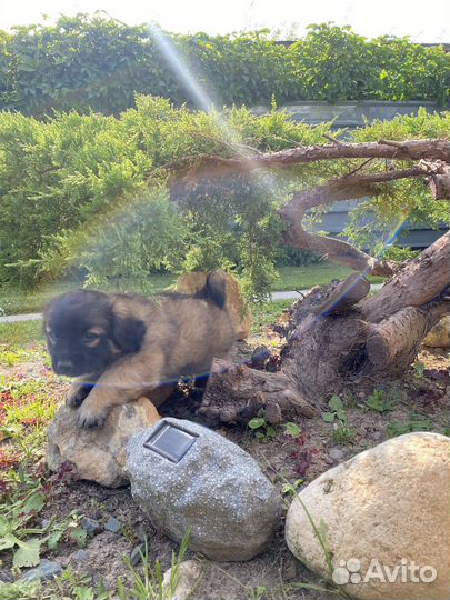 Щенки метисы