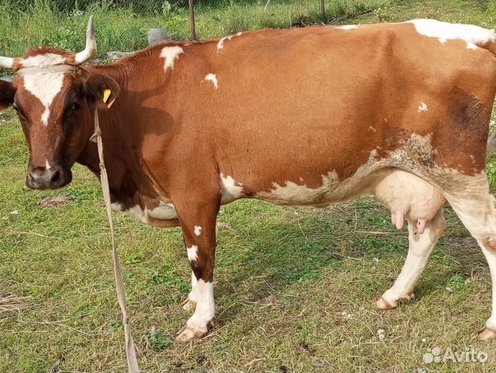 Корова дойная