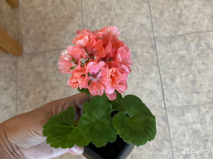 Пеларгония герань