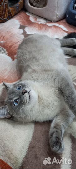 Голубаглазый мачо