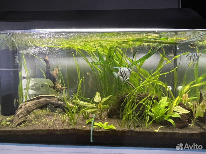 Аквариум