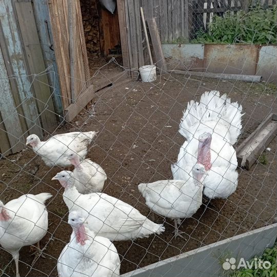 Продам индюков