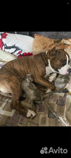 Стаффордширский терьер щенки щенок