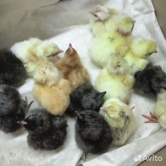 Цыплята суточные