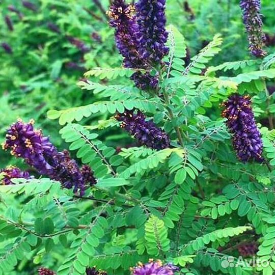 Семена Аморфа кустарниковая лат. Amorpha fruticosa