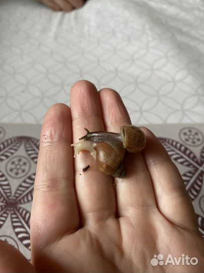 Улитки ахатины