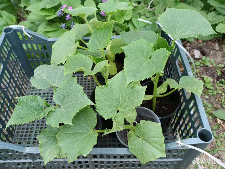 Рассада огурцов