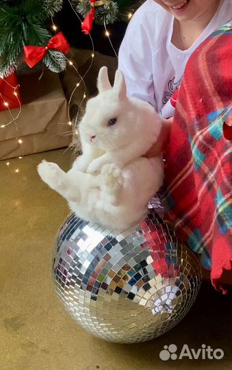 Декоративные кролики. Ручные и чистоплотные