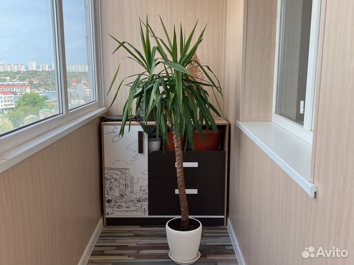 Пальма юкка комнатное растение