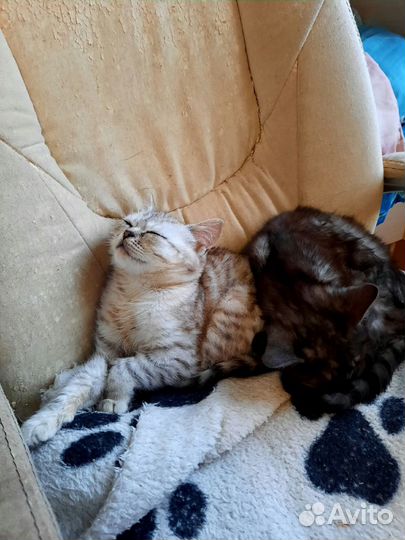 Кошка в дар