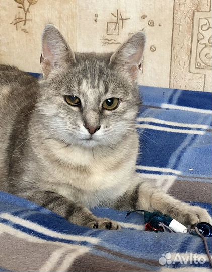 Кошка Алиса в добрые руки