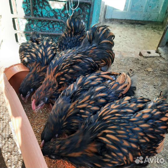 Петушки породистые