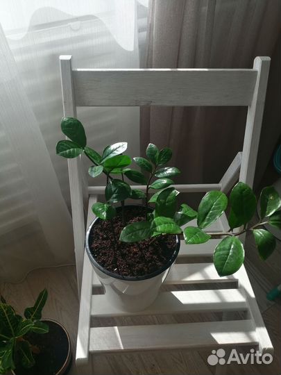 Замиокулькас