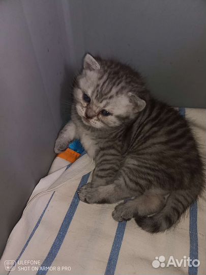 Шотландские котятки