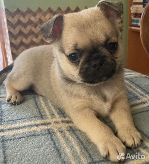 Мопс щенки-метисы