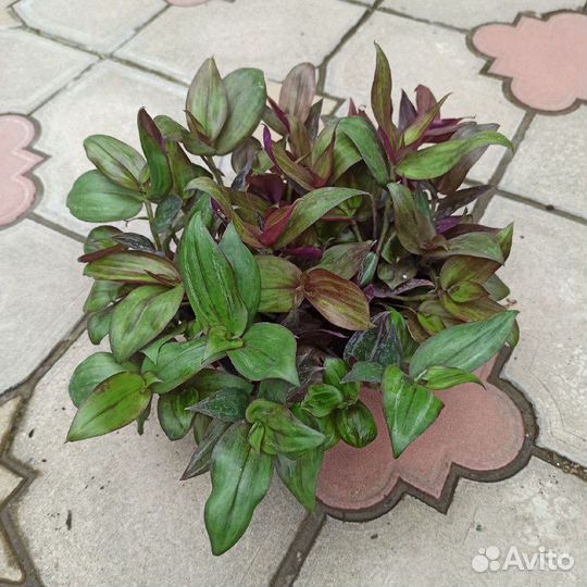 Традесканция