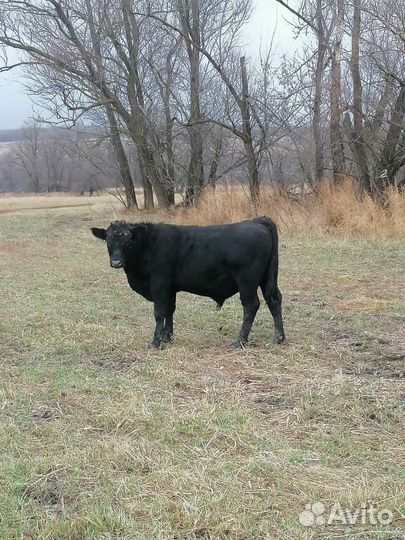 Абердин- ангусские бычки