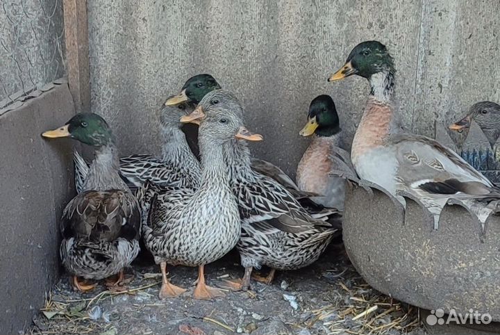 Утка серебрянка