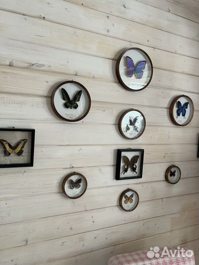 Бабочки
