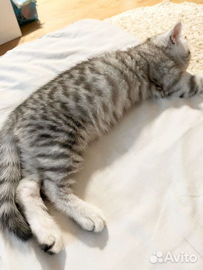 Шотландский прямоухий кот