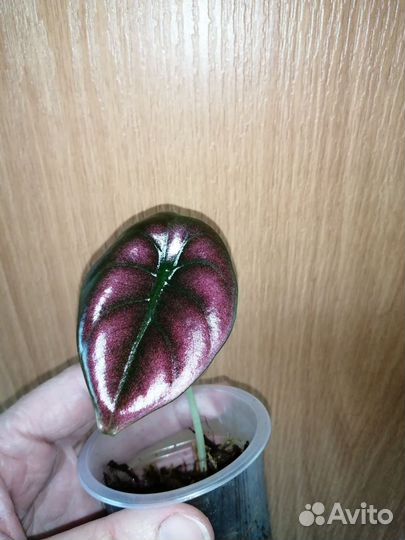 Алоказия медная