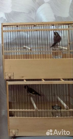 Певчие птицы