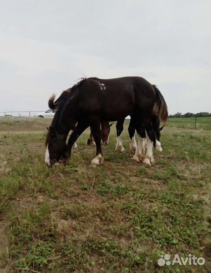 Лошади Тяжеловозы