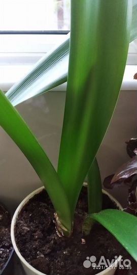 Гиппиаструм