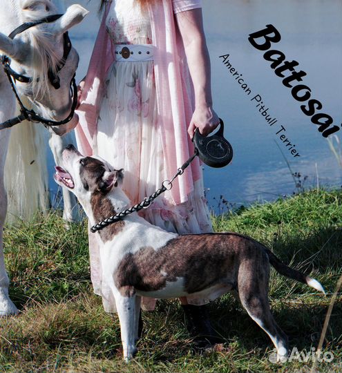 Питбуль кубинский