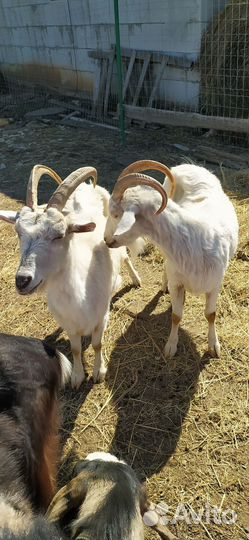 Козы, козёл, козлята