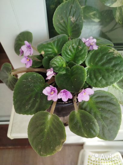 Фиалка фиолетовая нежная