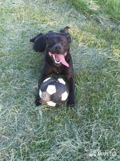 Питбуль вязка